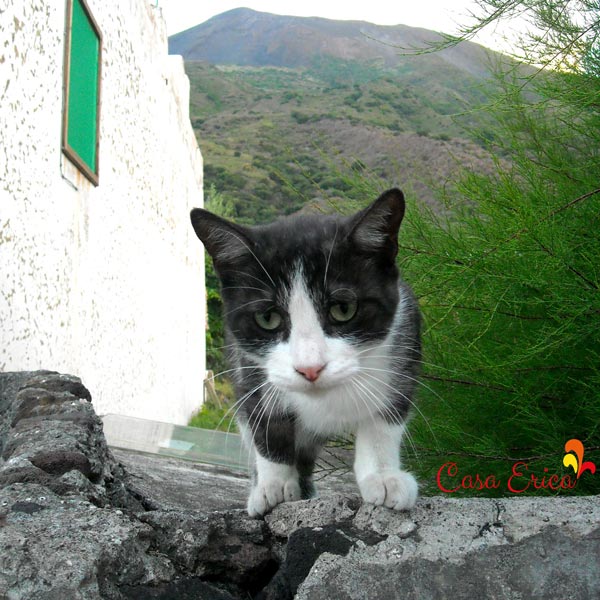 Un simpático gato de Stromboli